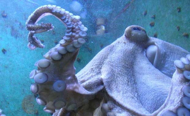 Ahtapotların karmaşık iletişimi 1