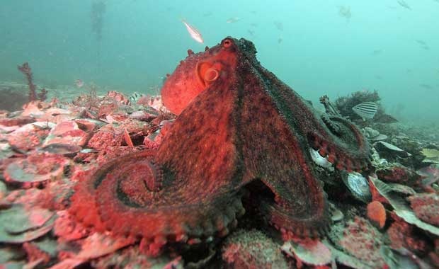 Ahtapotların karmaşık iletişimi 4