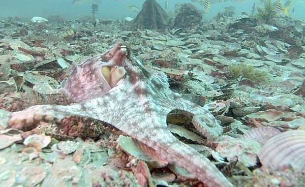 Ahtapotların karmaşık iletişimi 5