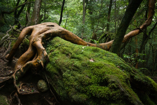 Görenleri büyülüyor 6