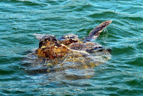 Böyle çiftleştiler 1