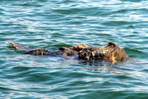 Böyle çiftleştiler 4