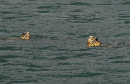 Böyle çiftleştiler 7