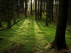 İlham kaynağı cennet şehir