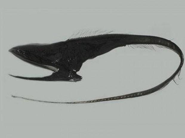 Görenleri şaşkına çeviriyor 11