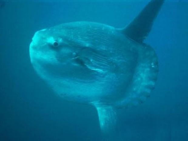 Görenleri şaşkına çeviriyor 16