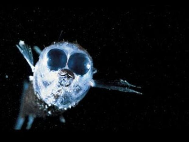 Görenleri şaşkına çeviriyor 22