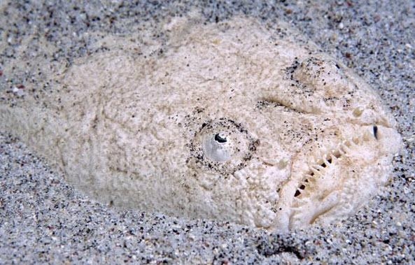 Görenleri şaşkına çeviriyor 27