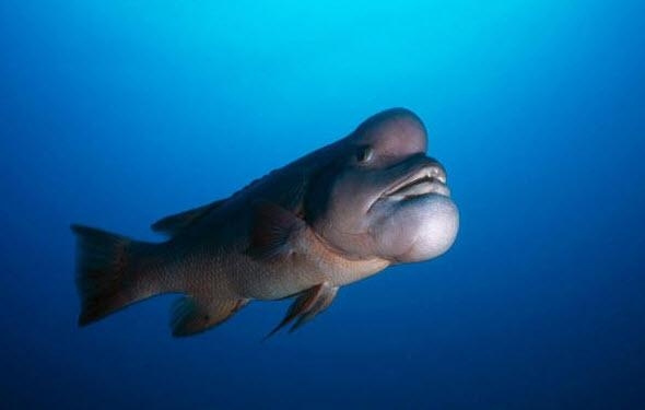 Görenleri şaşkına çeviriyor 28