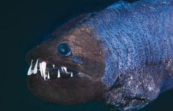 Görenleri şaşkına çeviriyor 29