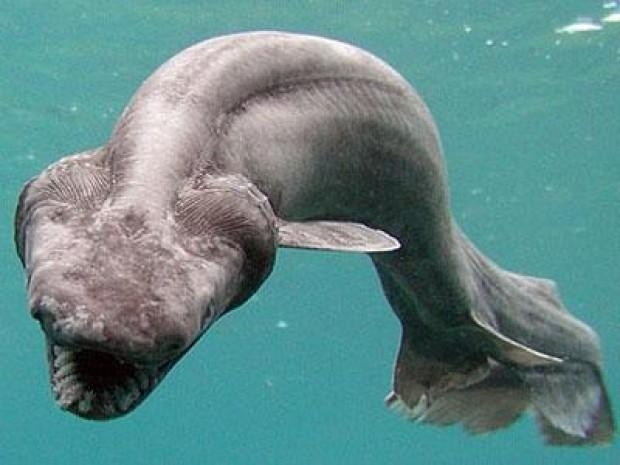 Görenleri şaşkına çeviriyor 9