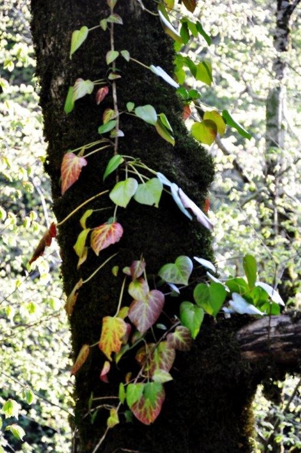 Keşfedileli sadece 19 yıl oldu 12