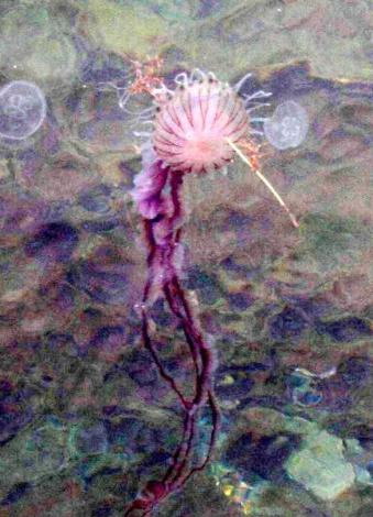 Zehirli denizanası 7