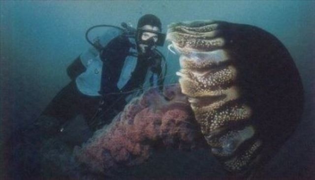 Şakına düşüren dev hayvanlar 11