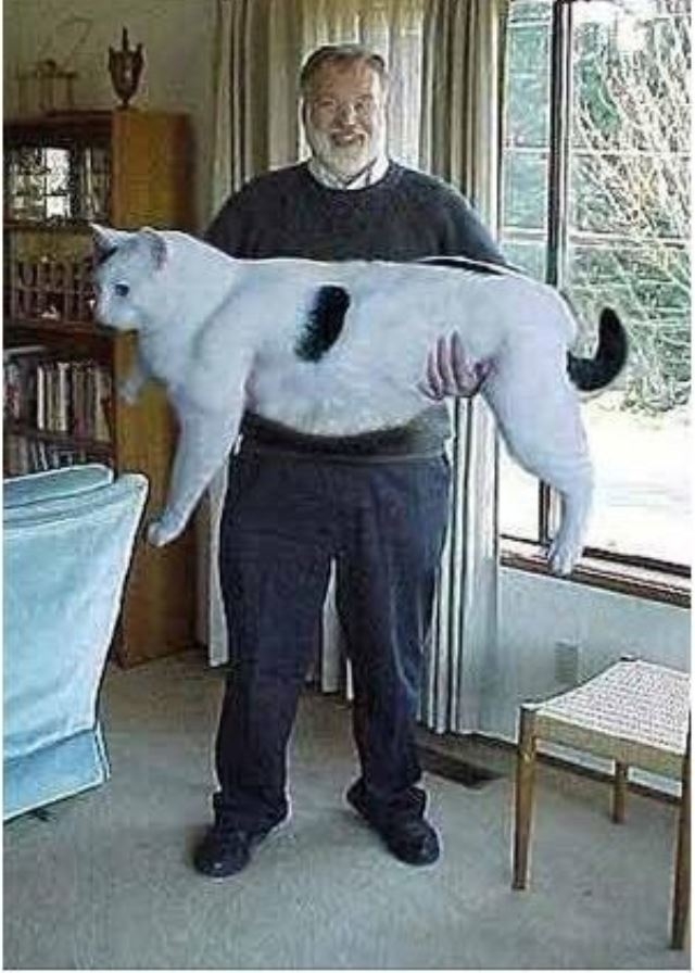 Şakına düşüren dev hayvanlar 13