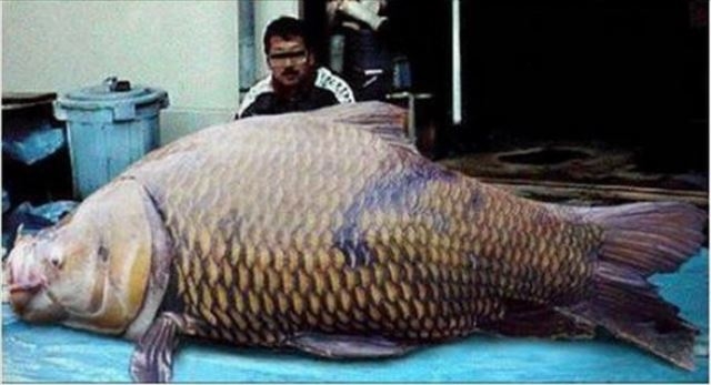 Şakına düşüren dev hayvanlar 14