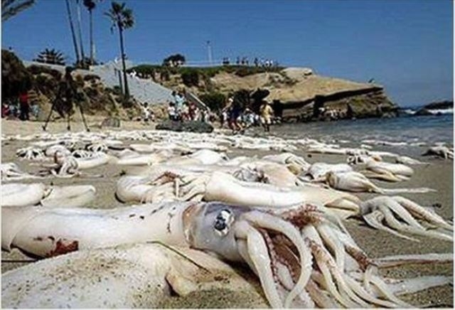 Şakına düşüren dev hayvanlar 17