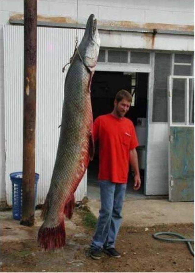 Şakına düşüren dev hayvanlar 20