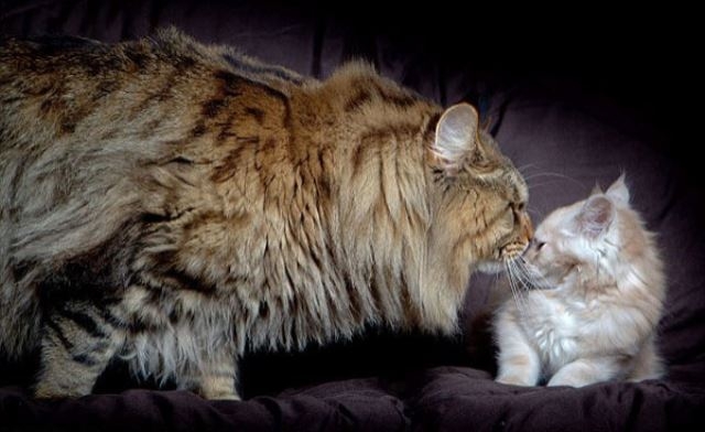 Şakına düşüren dev hayvanlar 4