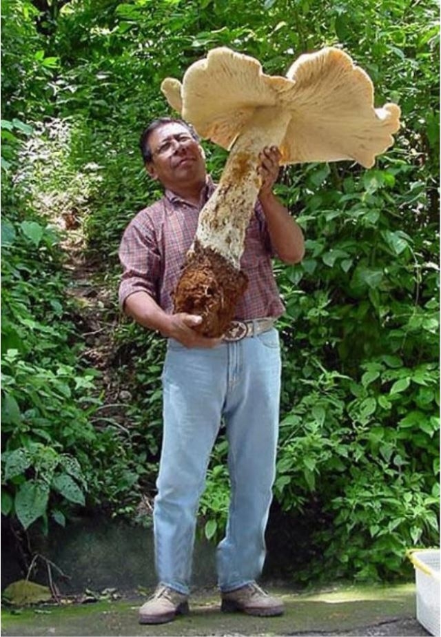 Şakına düşüren dev hayvanlar 9