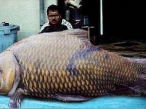 Şakına düşüren dev hayvanlar