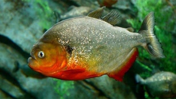 Okyanusların en zehirli balıkları 11