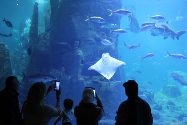 Okyanusların en zehirli balıkları 13