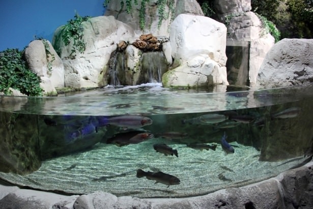 Okyanusların en zehirli balıkları 14