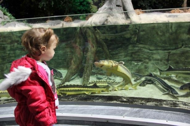 Okyanusların en zehirli balıkları 15