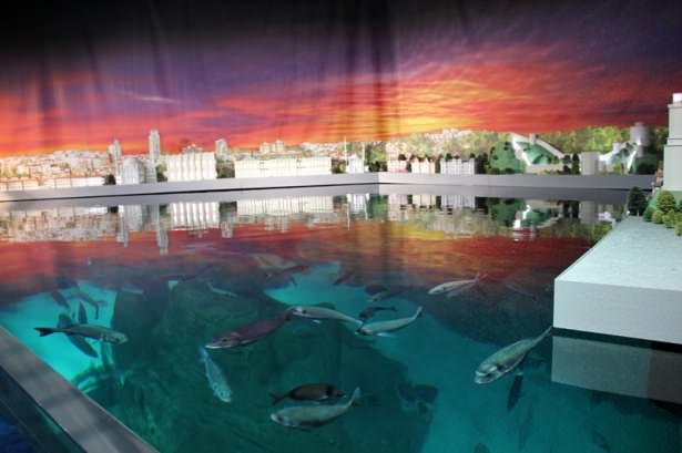 Okyanusların en zehirli balıkları 17