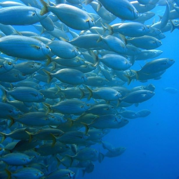 Okyanusların en zehirli balıkları 18