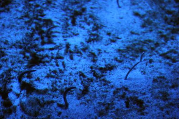 Okyanusların en zehirli balıkları 19