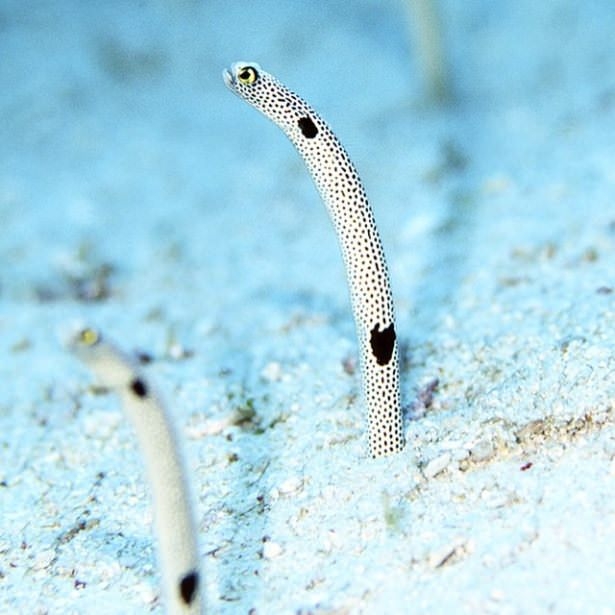 Okyanusların en zehirli balıkları 20