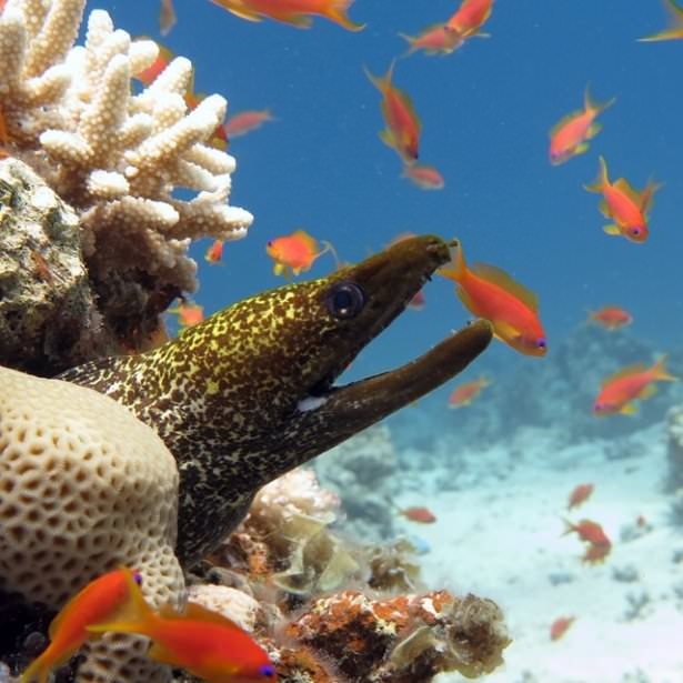 Okyanusların en zehirli balıkları 21