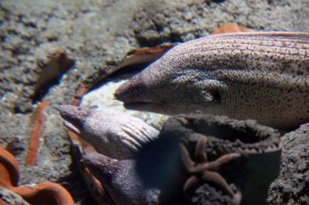 Okyanusların en zehirli balıkları 22