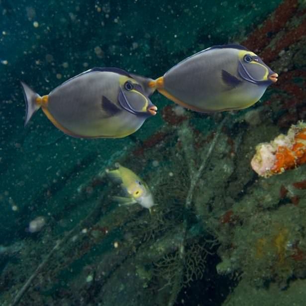 Okyanusların en zehirli balıkları 23