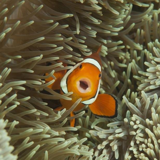 Okyanusların en zehirli balıkları 25