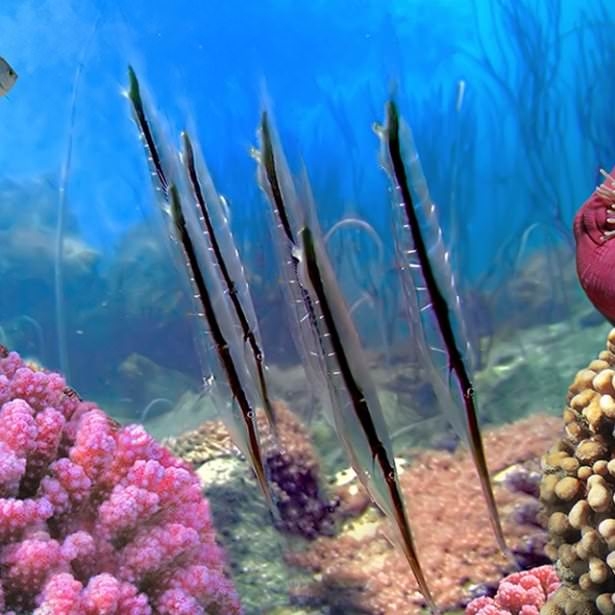 Okyanusların en zehirli balıkları 26