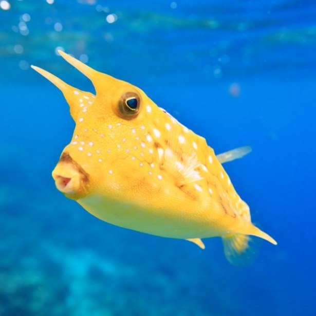 Okyanusların en zehirli balıkları 27