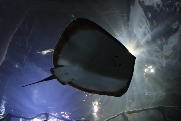 Okyanusların en zehirli balıkları 28