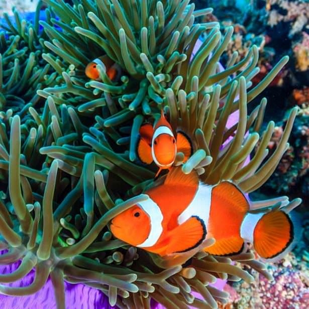 Okyanusların en zehirli balıkları 29