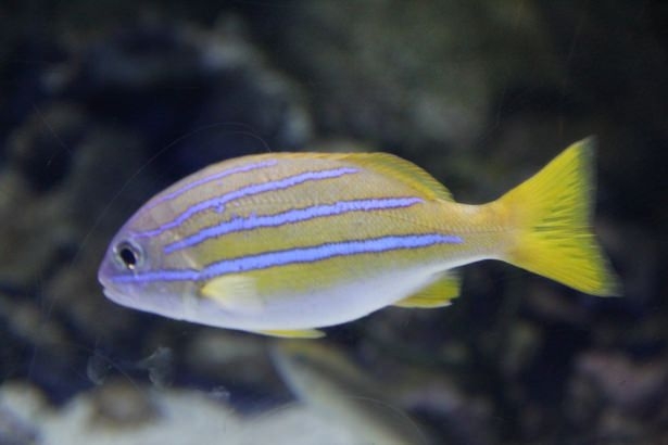 Okyanusların en zehirli balıkları 30