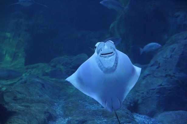 Okyanusların en zehirli balıkları 31