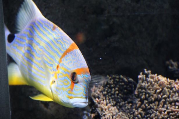 Okyanusların en zehirli balıkları 32