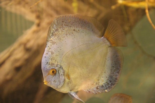 Okyanusların en zehirli balıkları 33