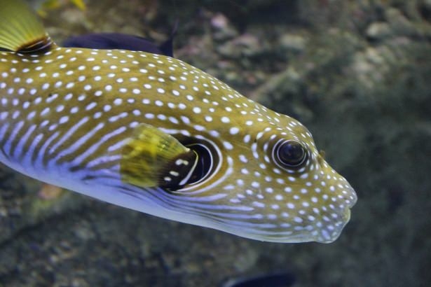 Okyanusların en zehirli balıkları 34