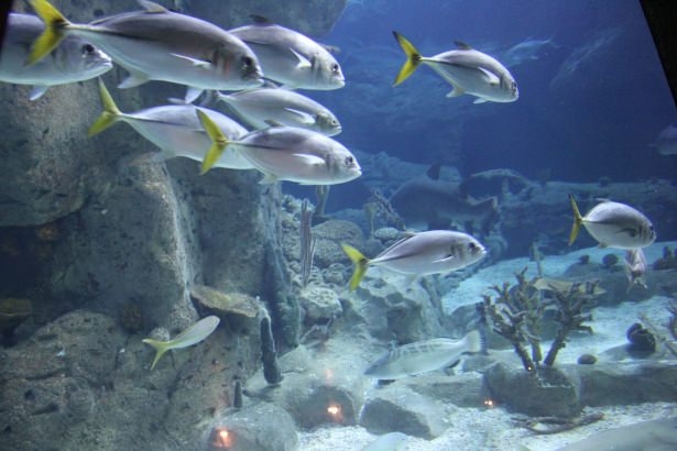 Okyanusların en zehirli balıkları 35