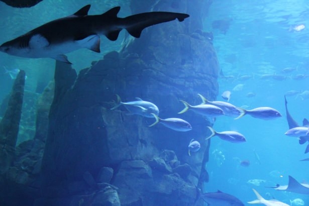 Okyanusların en zehirli balıkları 38