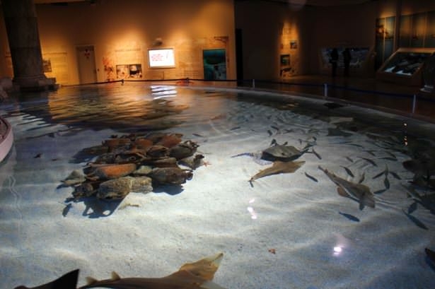 Okyanusların en zehirli balıkları 39