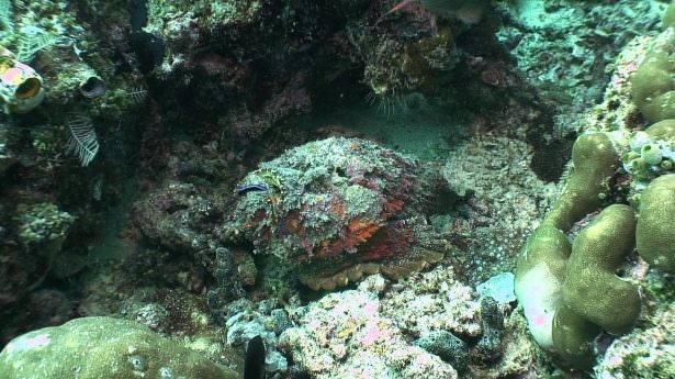 Okyanusların en zehirli balıkları 4